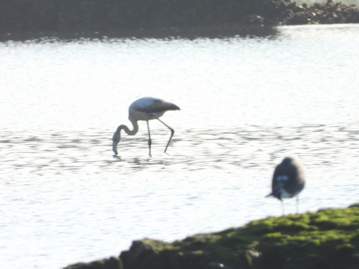 Greater Flamingo - ML646843741