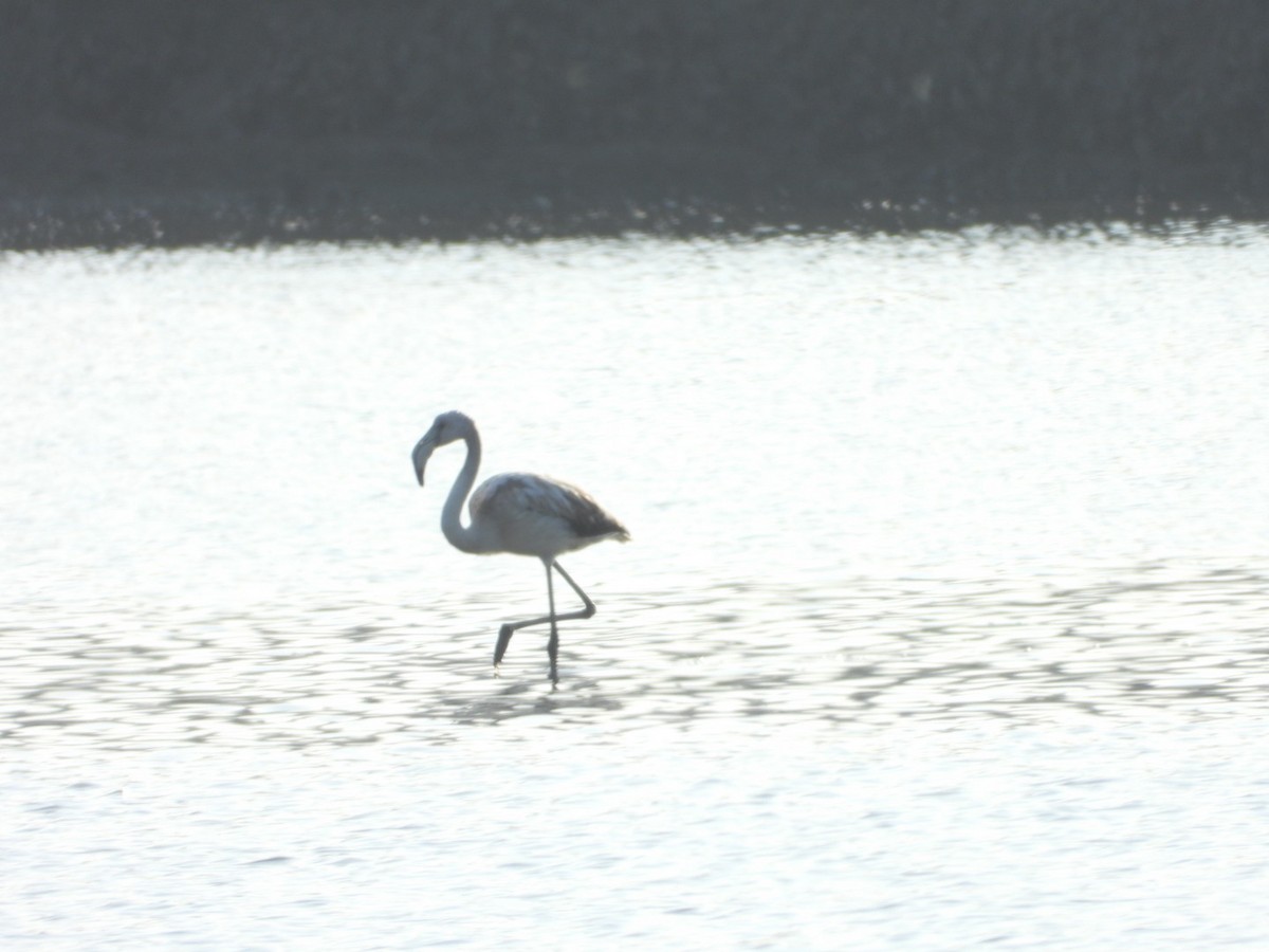 Greater Flamingo - ML646843742