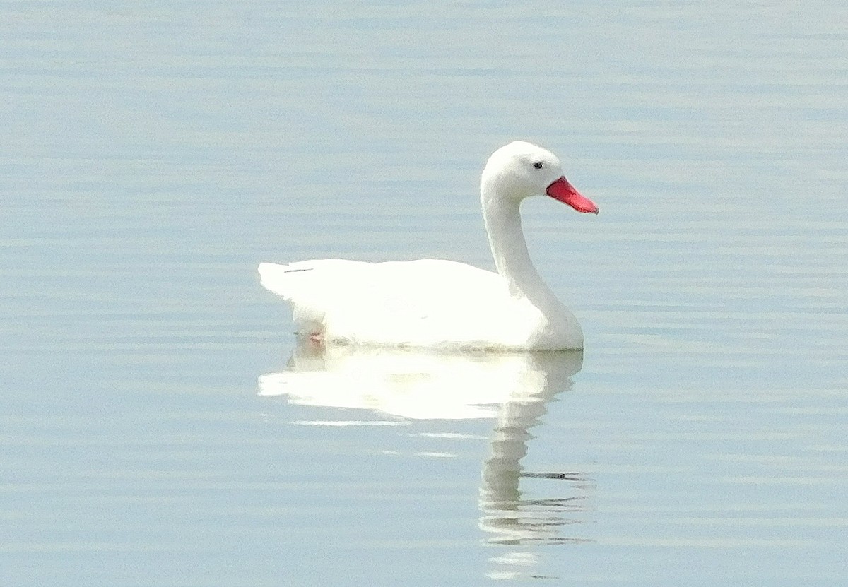 Coscoroba Swan - ML646843743