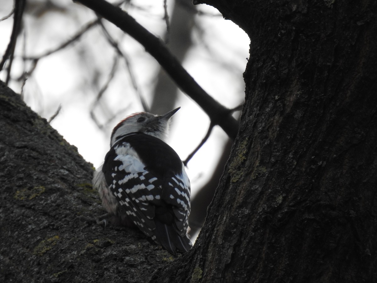 Middle Spotted Woodpecker - ML646843747