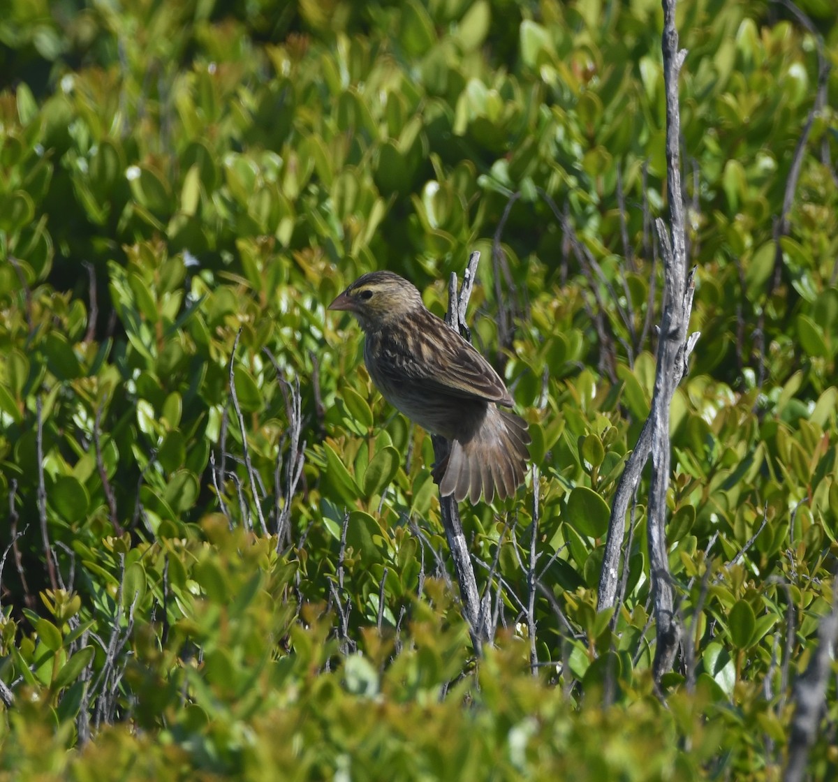 Southern Red Bishop - ML646843748