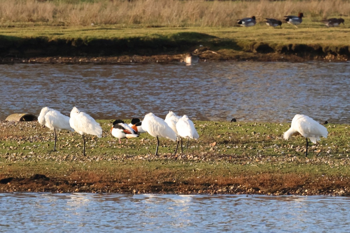 Eurasian Spoonbill - ML646843749