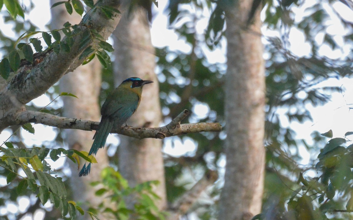Lesson's Motmot - ML646843750