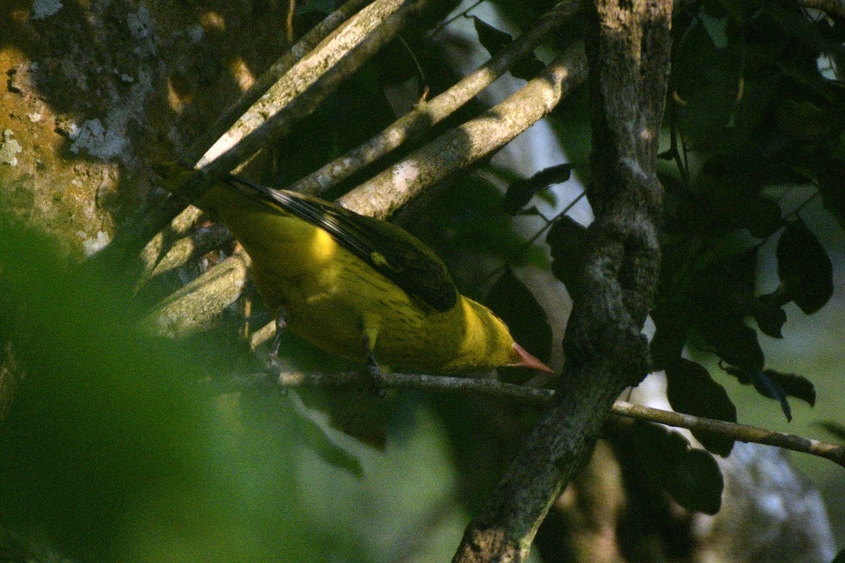 Indian Golden Oriole - ML646843755
