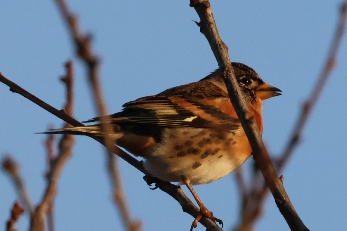 Brambling - ML646843758