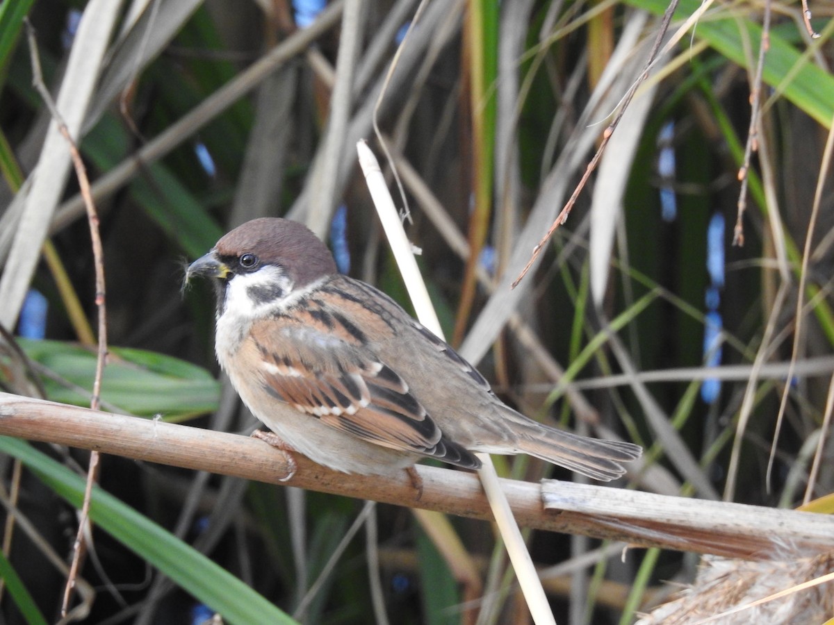 Eurasian Tree Sparrow - ML646843759