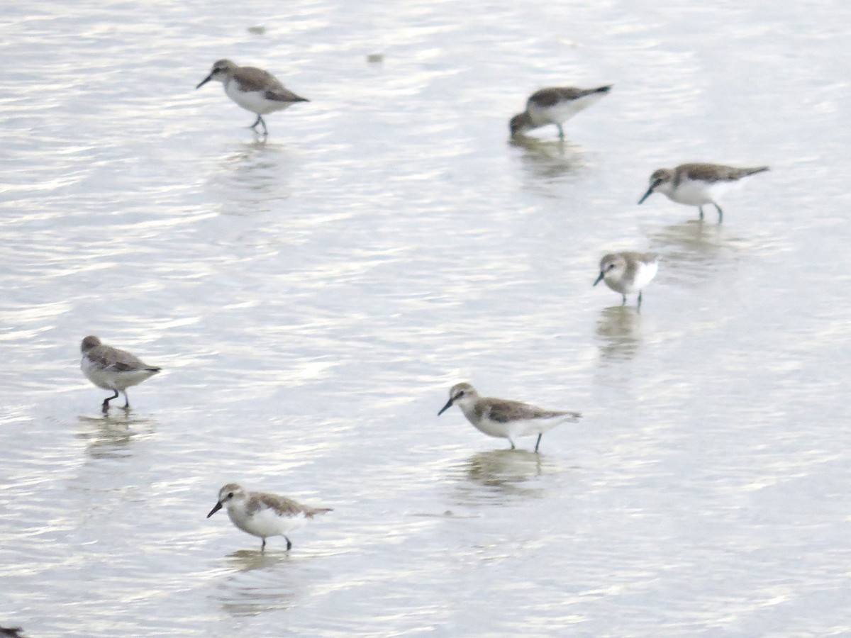 Western Sandpiper - ML646843762