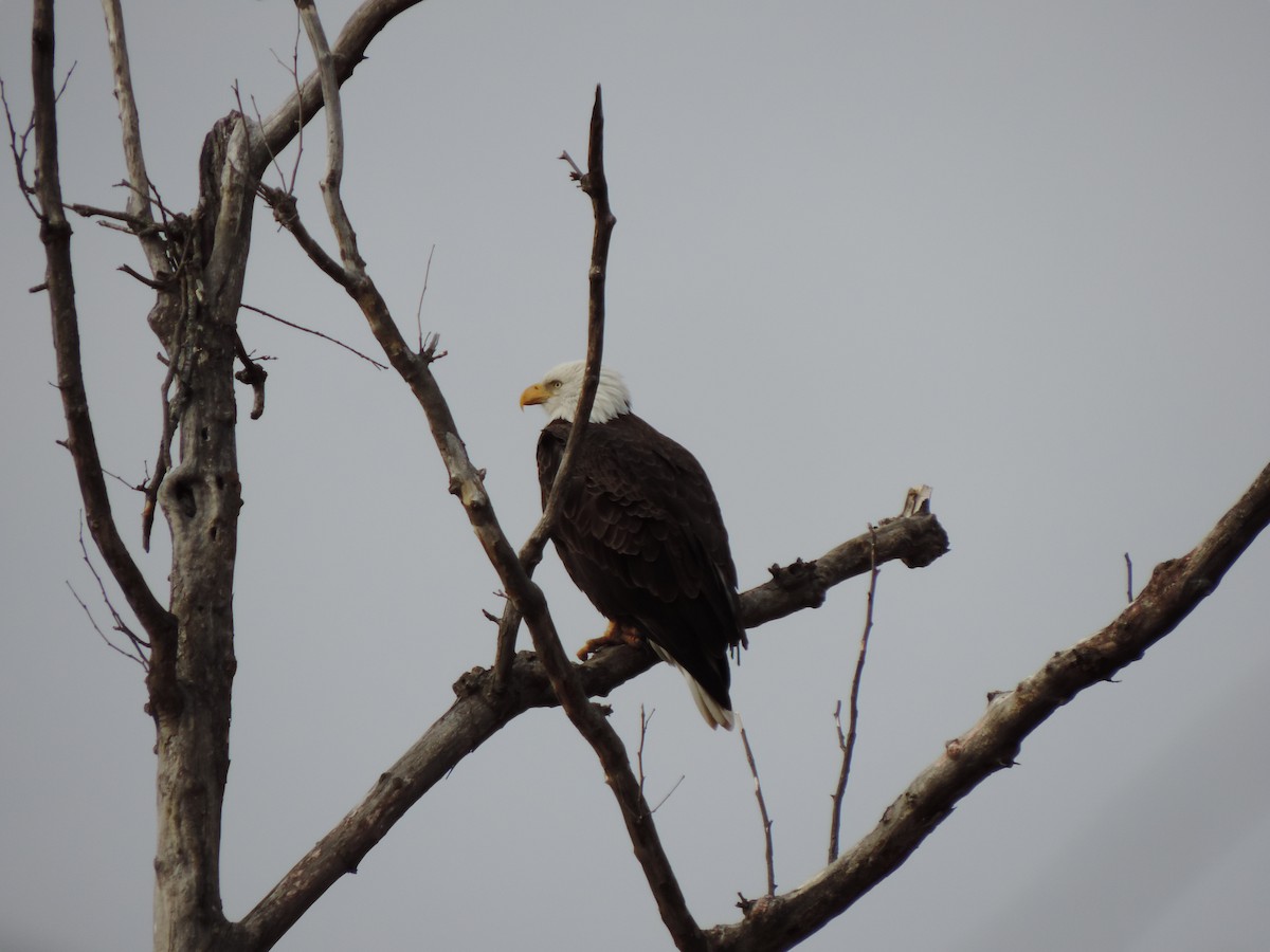 Bald Eagle - ML646843763