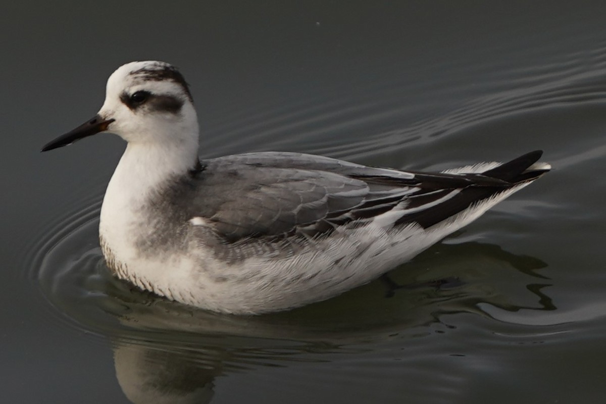 Kızıl Denizdüdükçünü - ML646843778