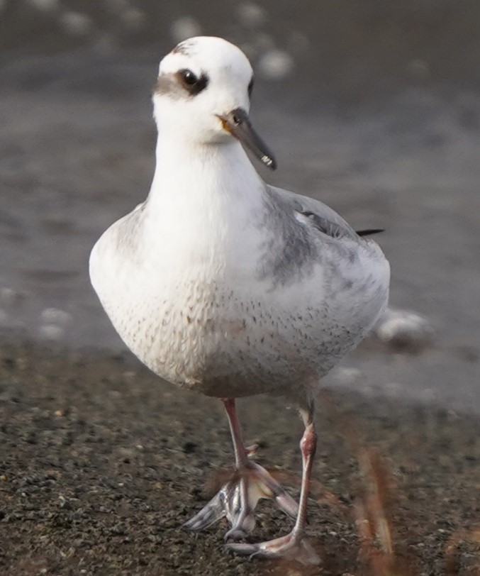 Kızıl Denizdüdükçünü - ML646843779