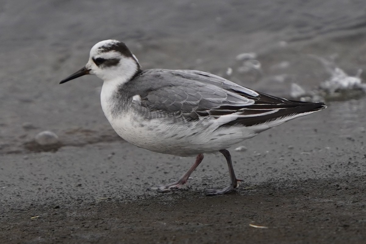 Kızıl Denizdüdükçünü - ML646843780