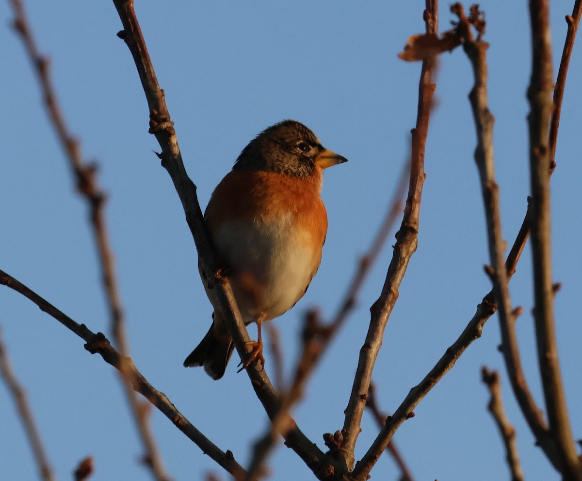 Brambling - ML646843781