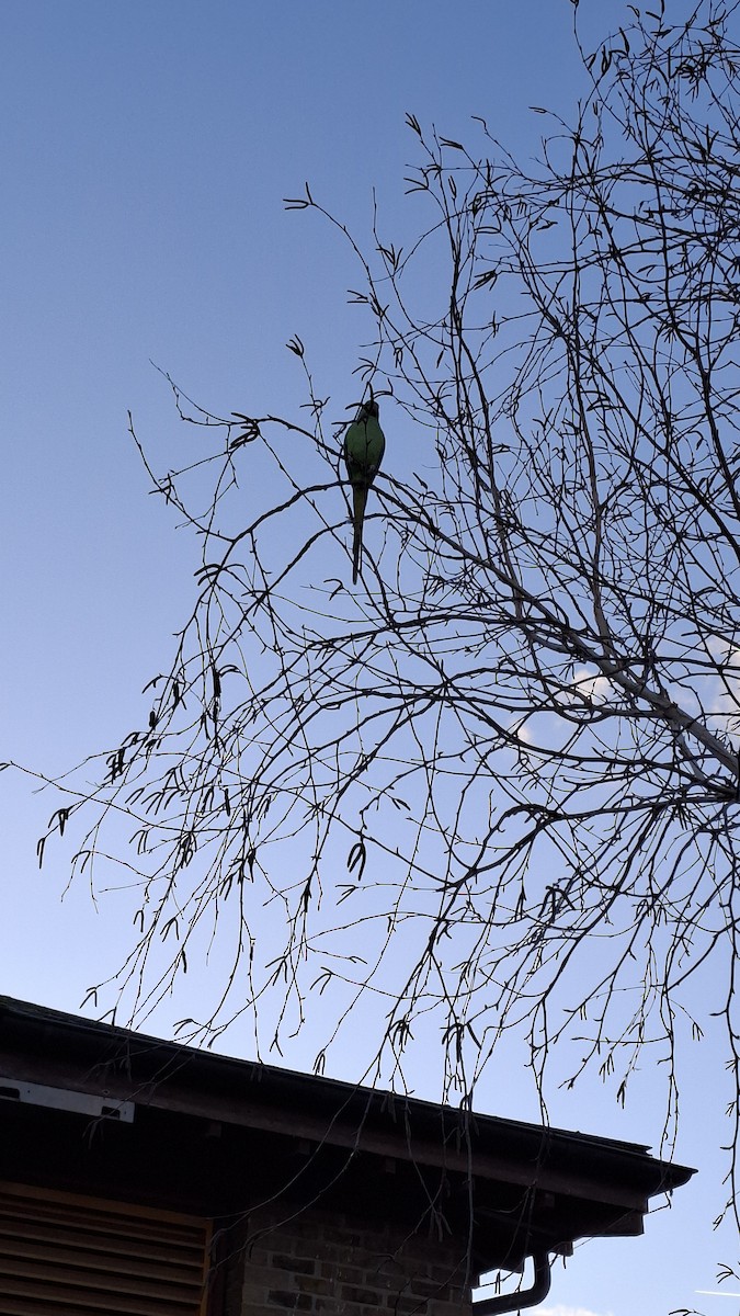 Rose-ringed Parakeet - ML646843782