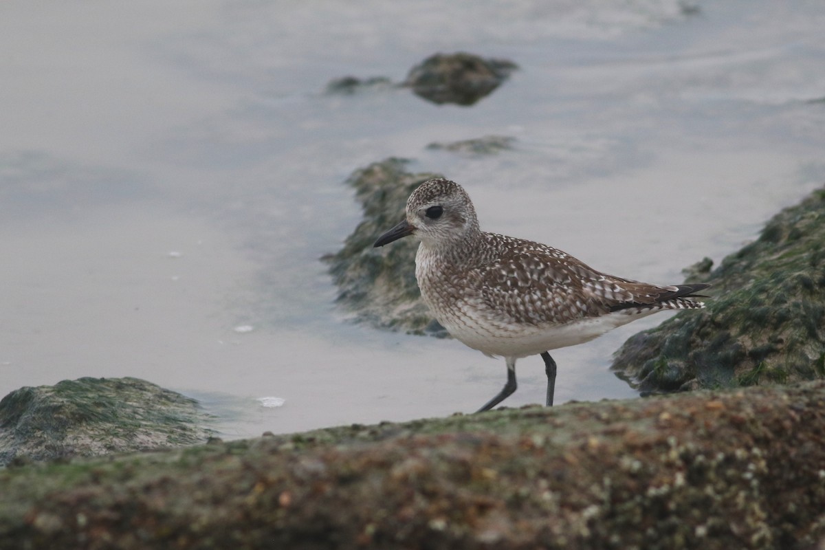 Black-bellied Plover - ML646843783