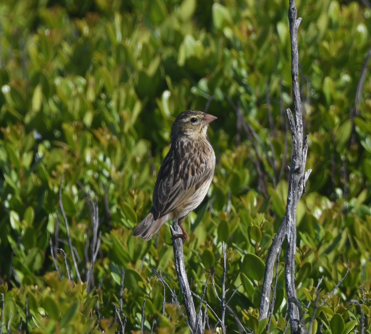 Southern Red Bishop - ML646843784