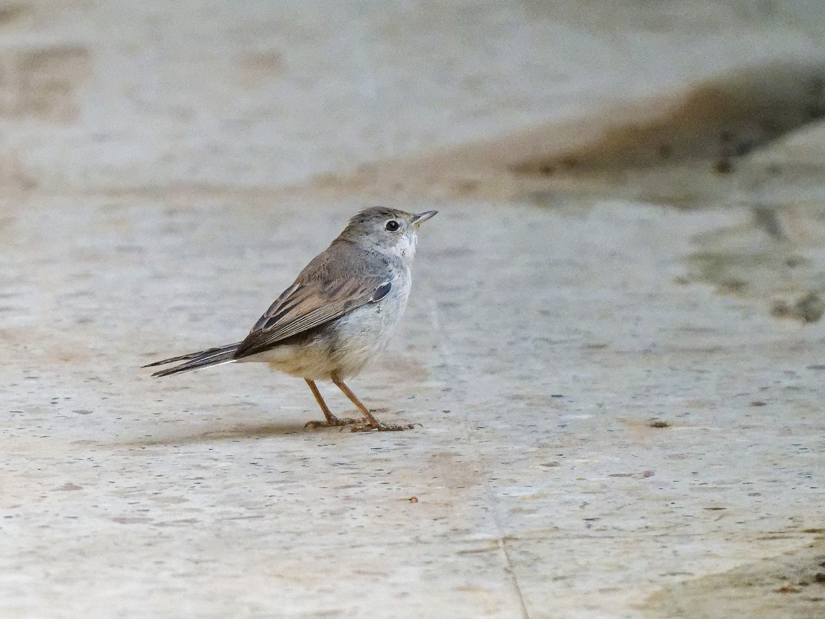 Greater Whitethroat - ML646843786