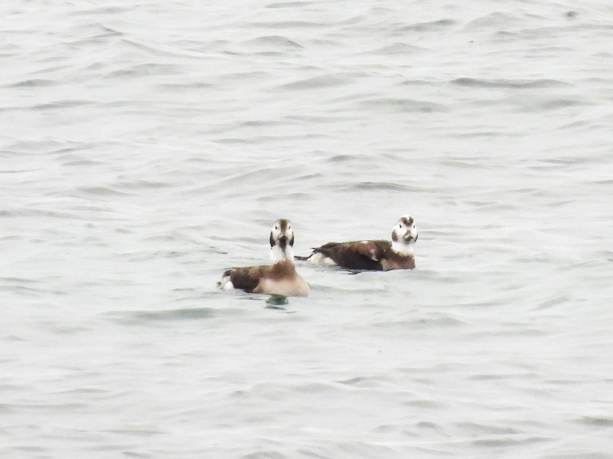 Long-tailed Duck - ML646843790