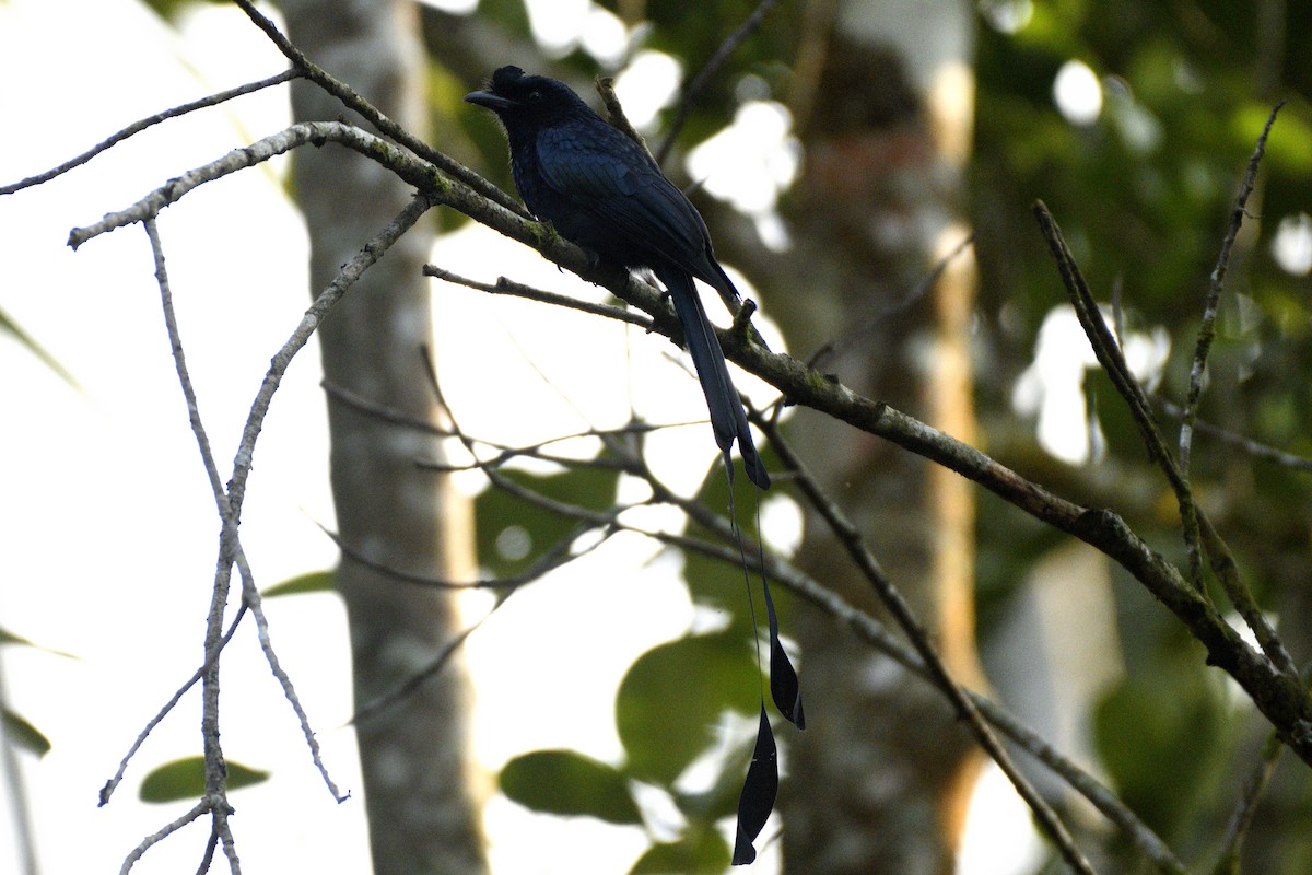 Greater Racket-tailed Drongo - ML646843791