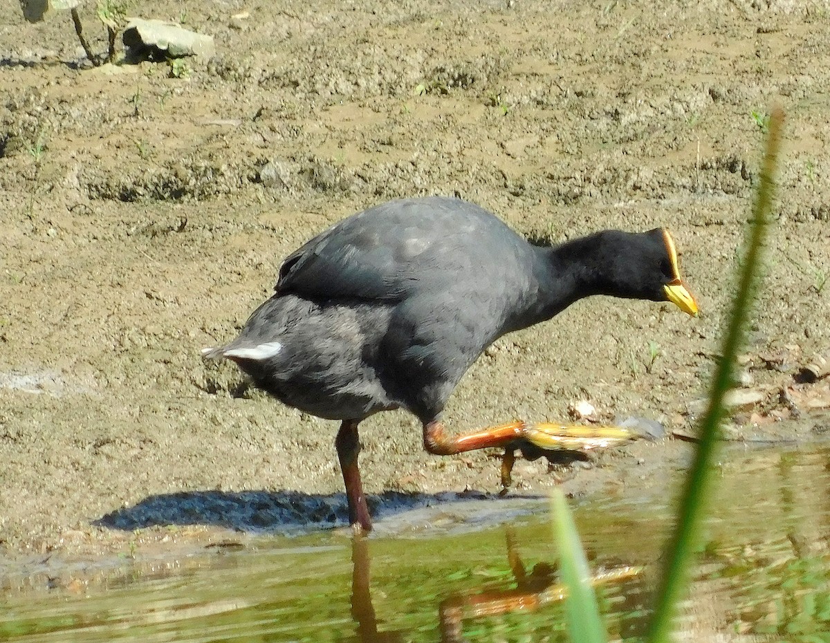 Red-gartered Coot - ML646843793