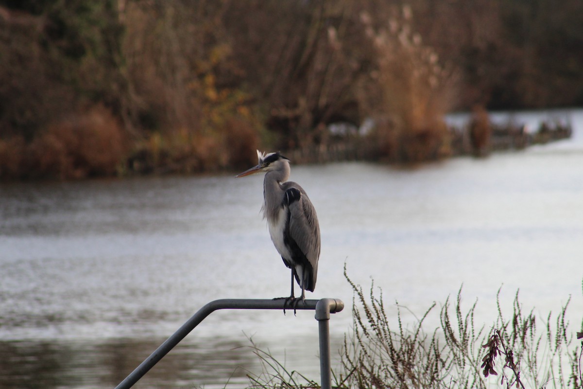 volavka popelavá - ML646843795