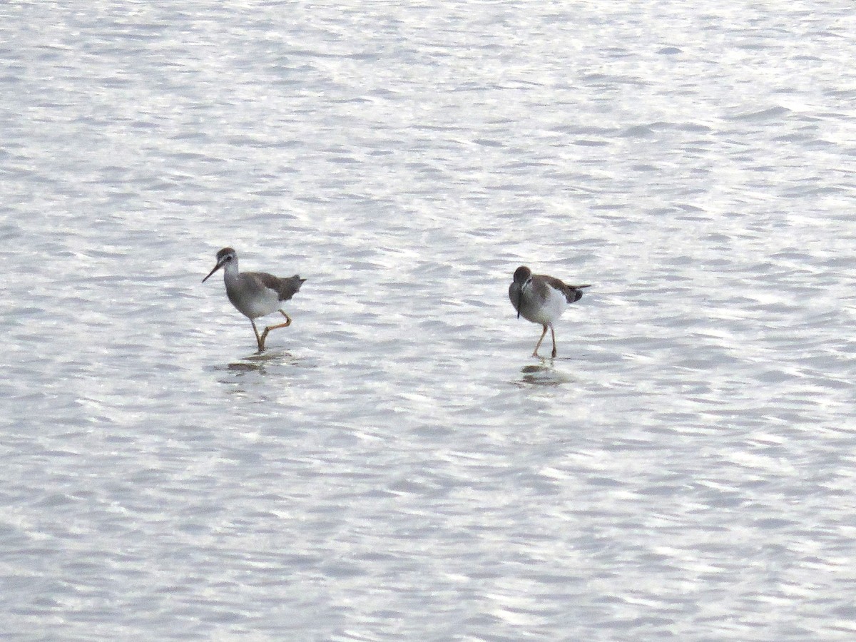 Lesser Yellowlegs - ML646843797