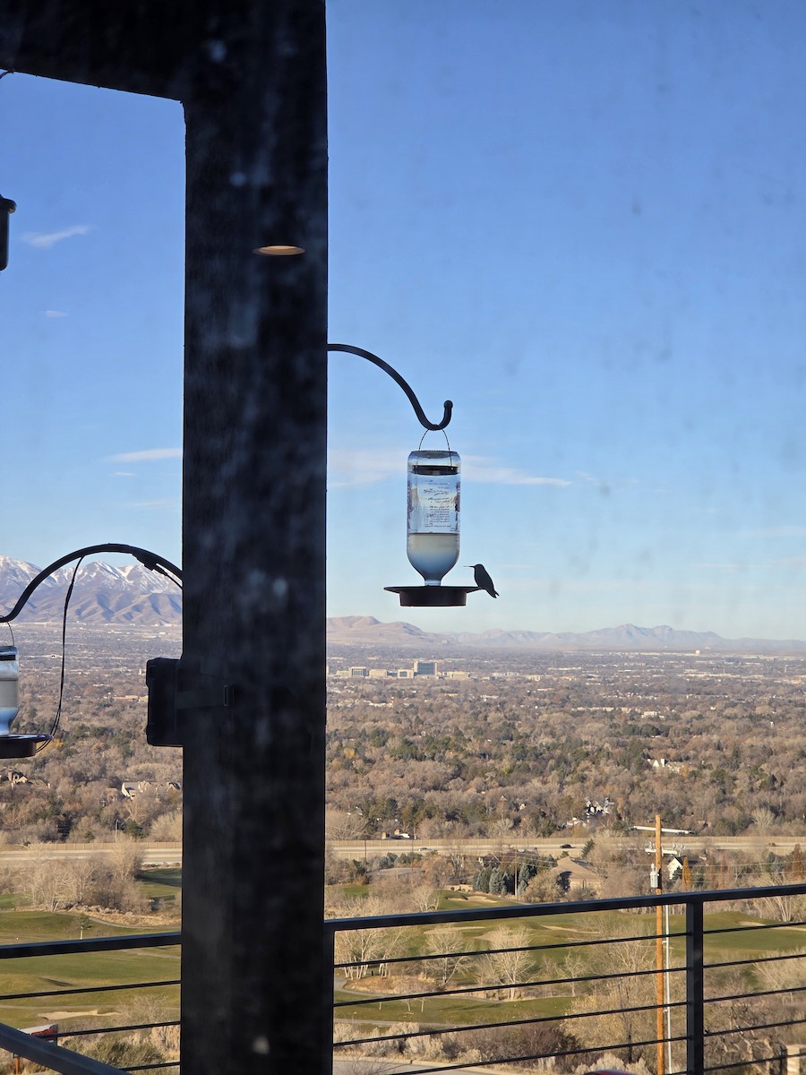 Anna's Hummingbird - ML646843798