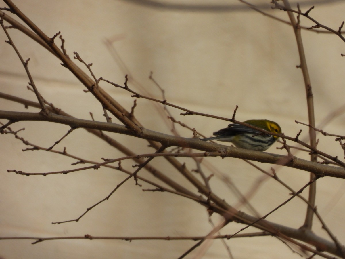 Black-throated Green Warbler - ML646843800
