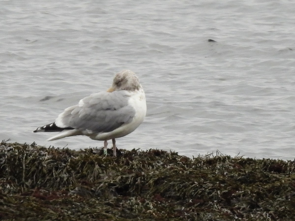American Herring Gull - ML646843801