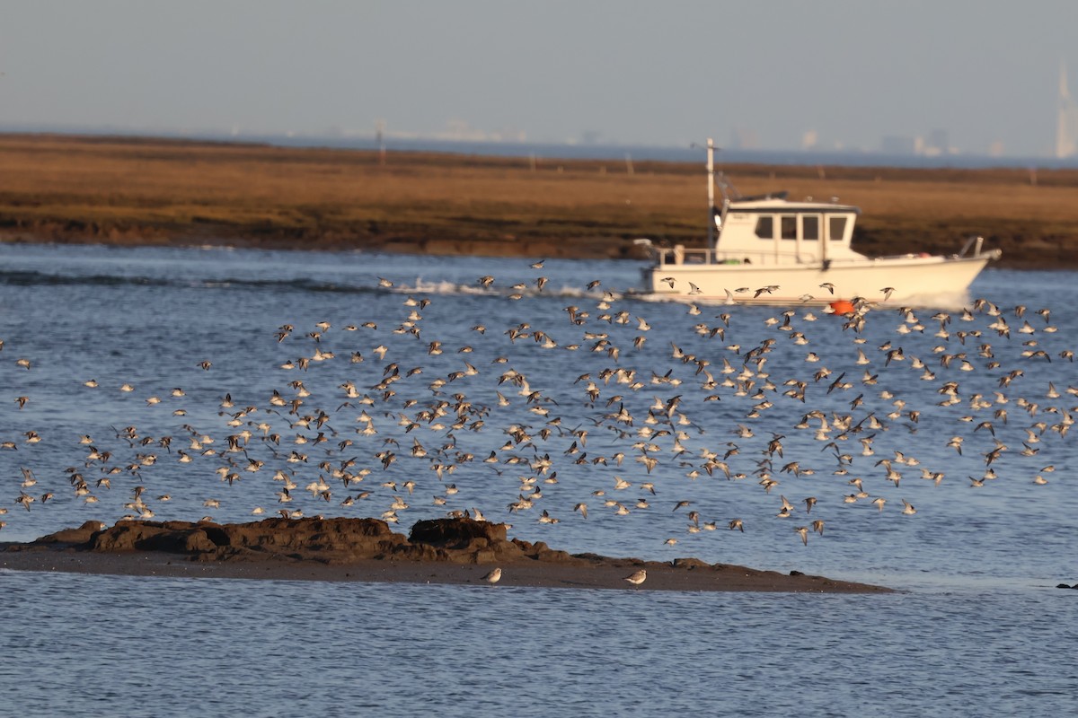 Dunlin - ML646843803