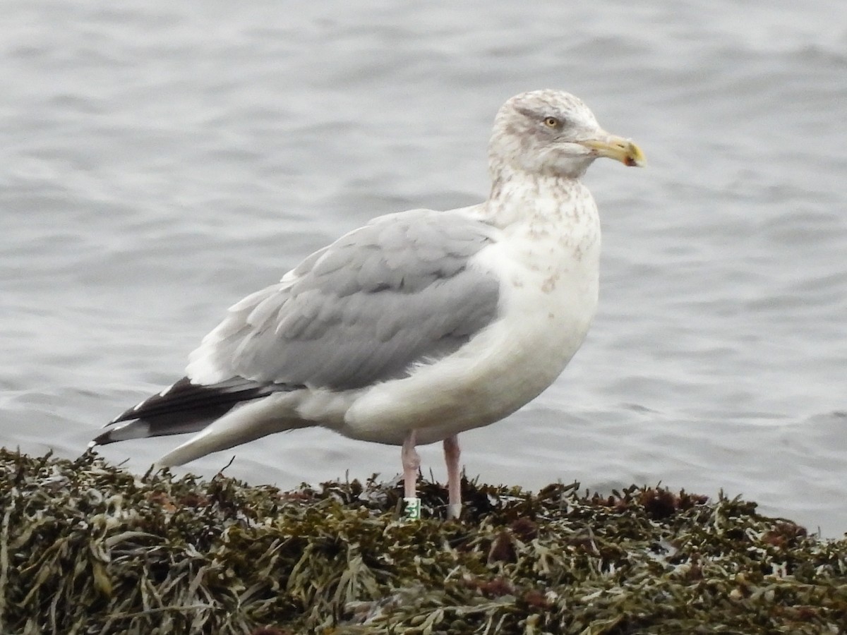 American Herring Gull - ML646843804