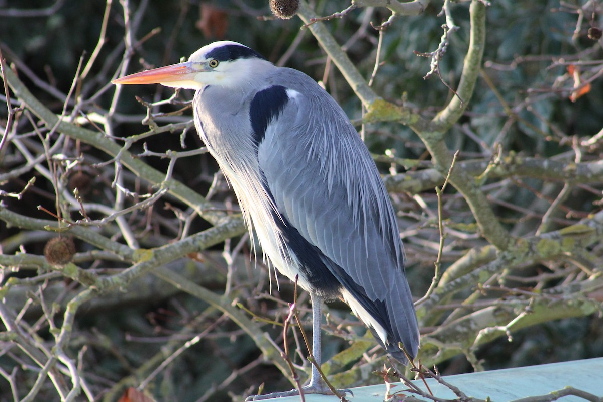 volavka popelavá - ML646843805