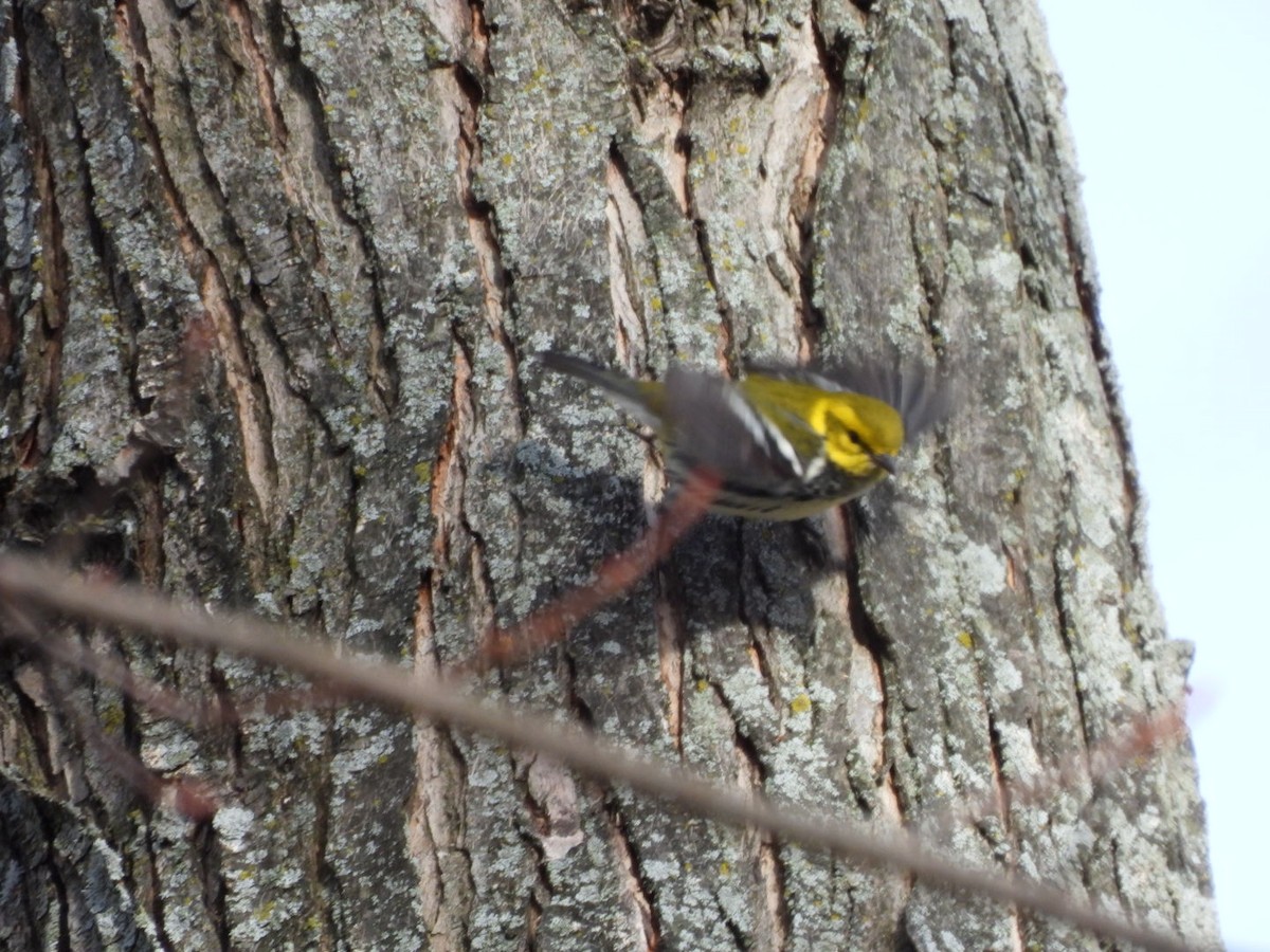 Black-throated Green Warbler - ML646843806