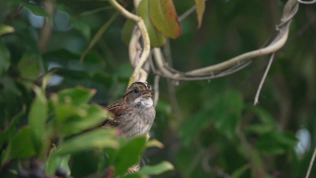 White-throated Sparrow - ML646843807