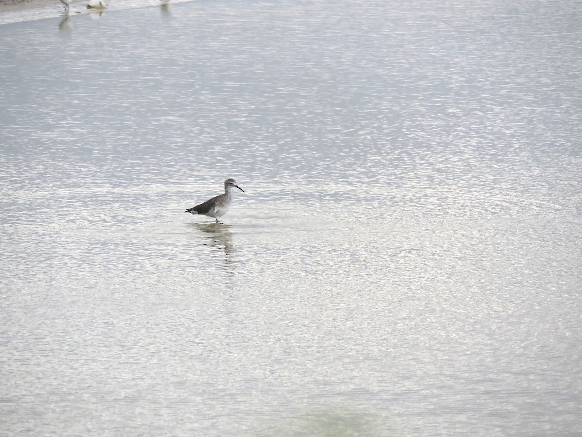Greater Yellowlegs - ML646843808
