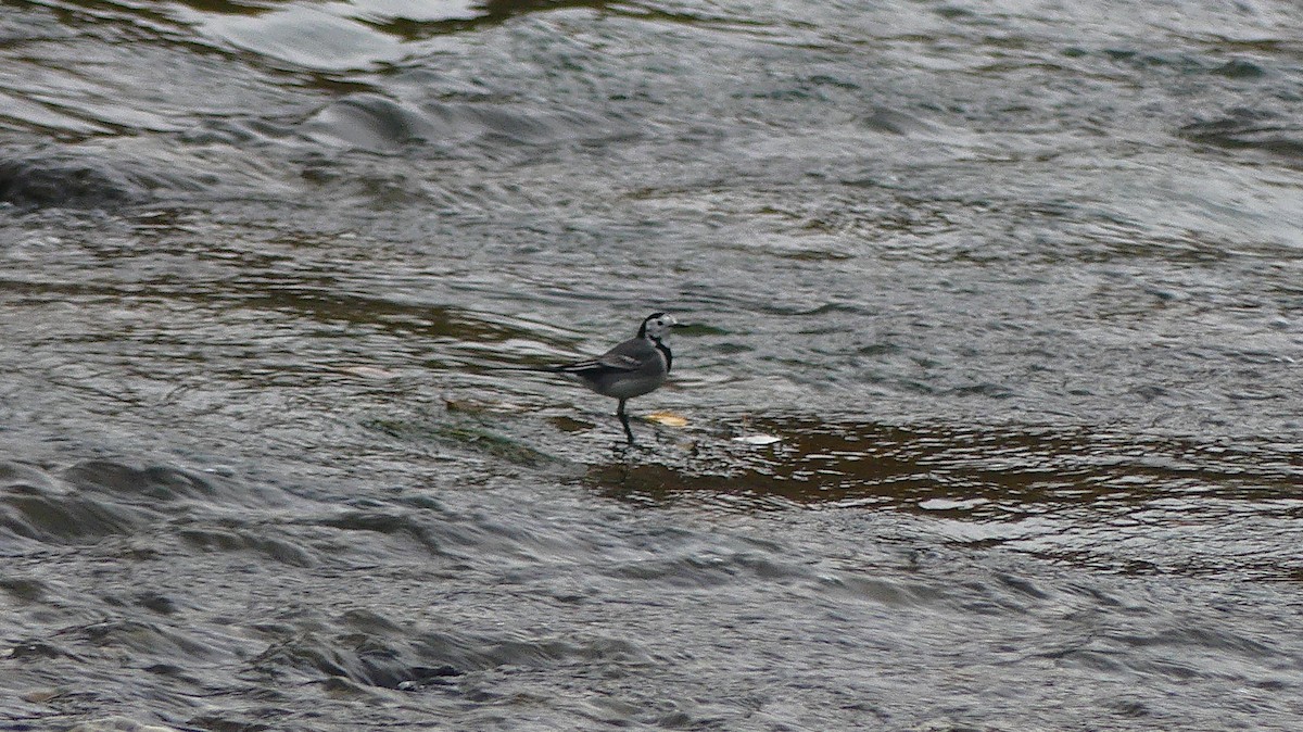 linerle - ML646843821