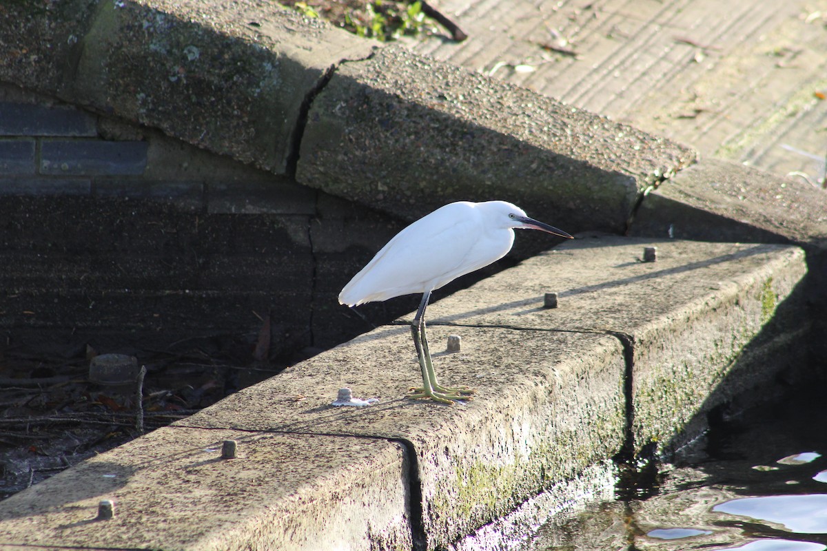 volavka stříbřitá - ML646843822