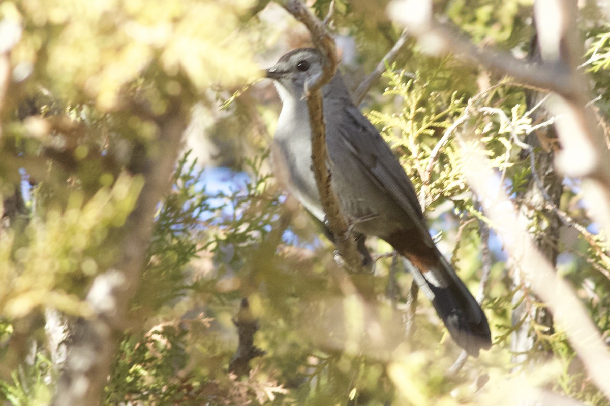 Gri Kedikuşu - ML646843823