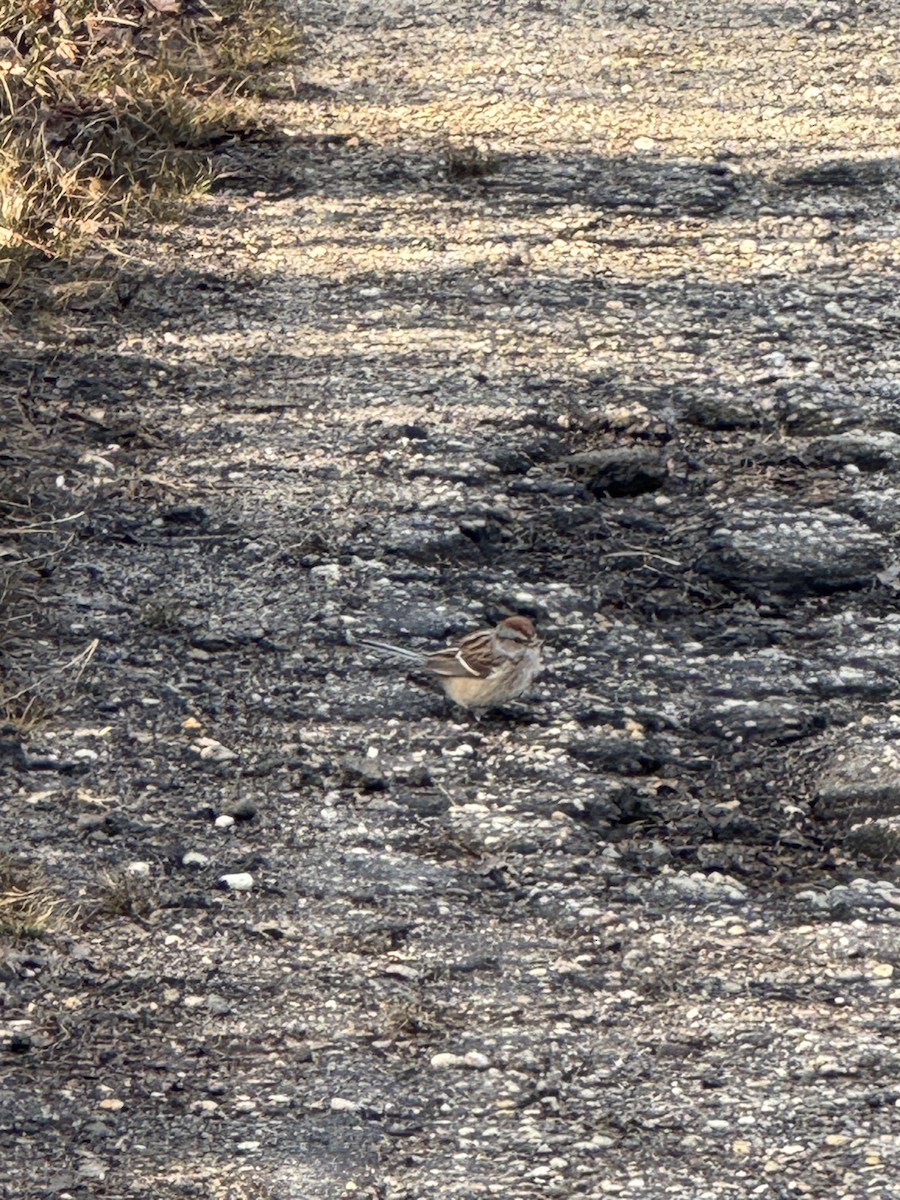 Пасовник північний - ML646843825