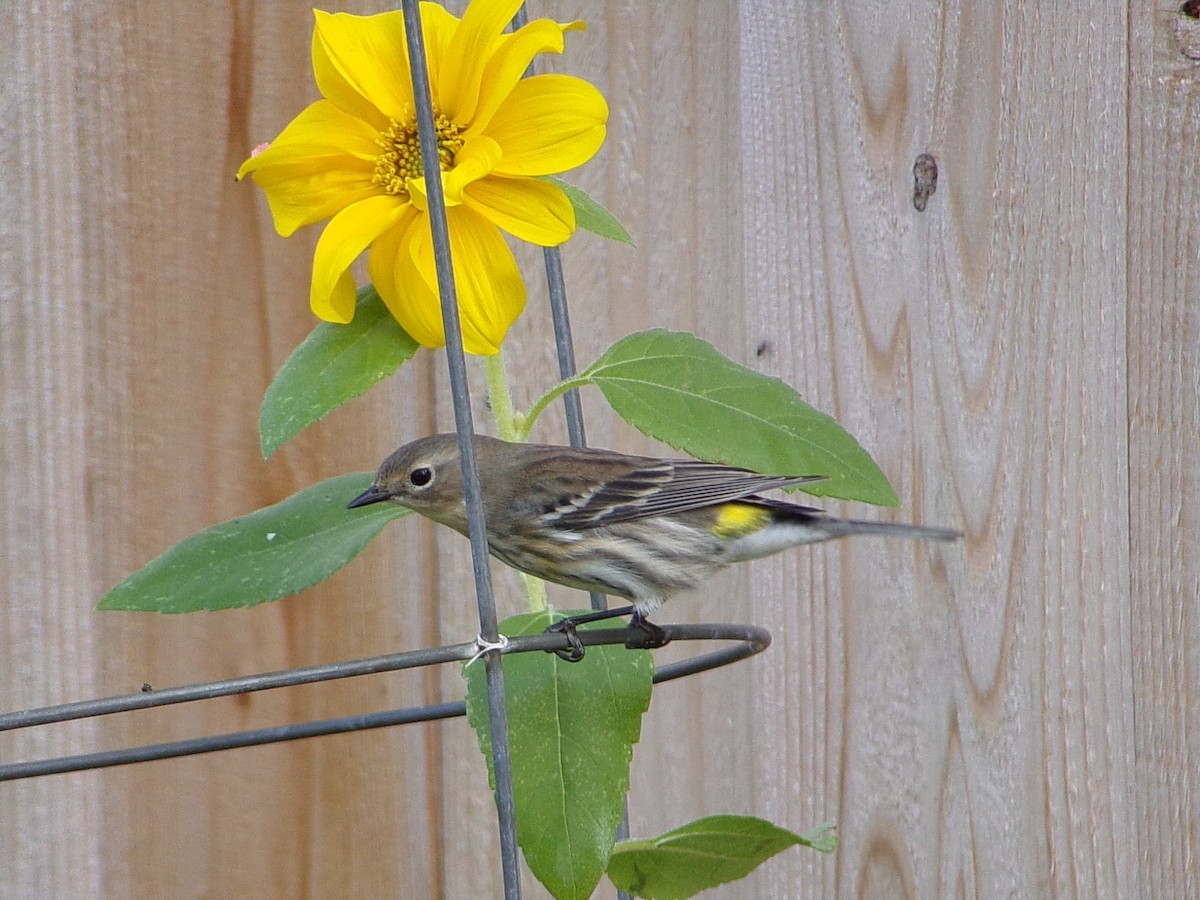 Пісняр-лісовик жовтогузий (підвид coronata) - ML646843829