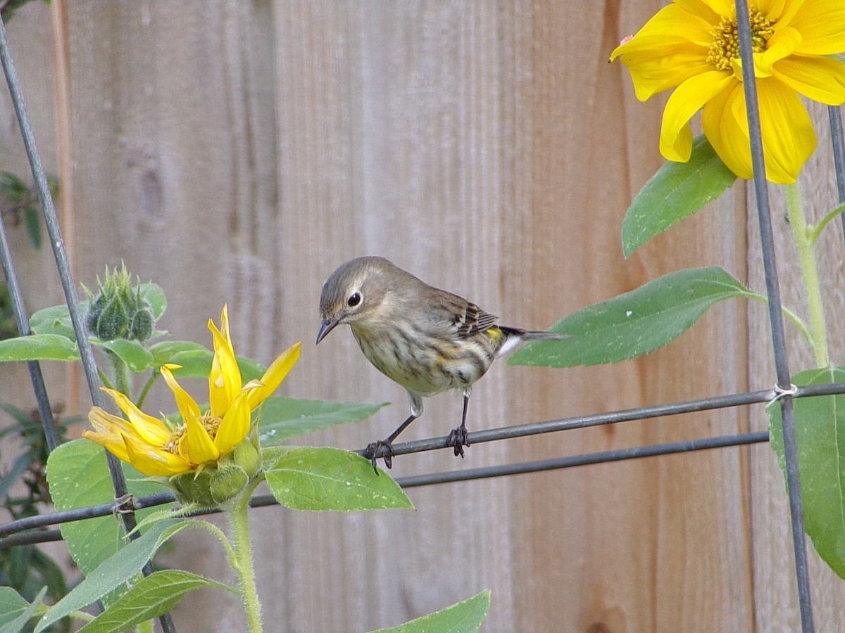Пісняр-лісовик жовтогузий (підвид coronata) - ML646843830