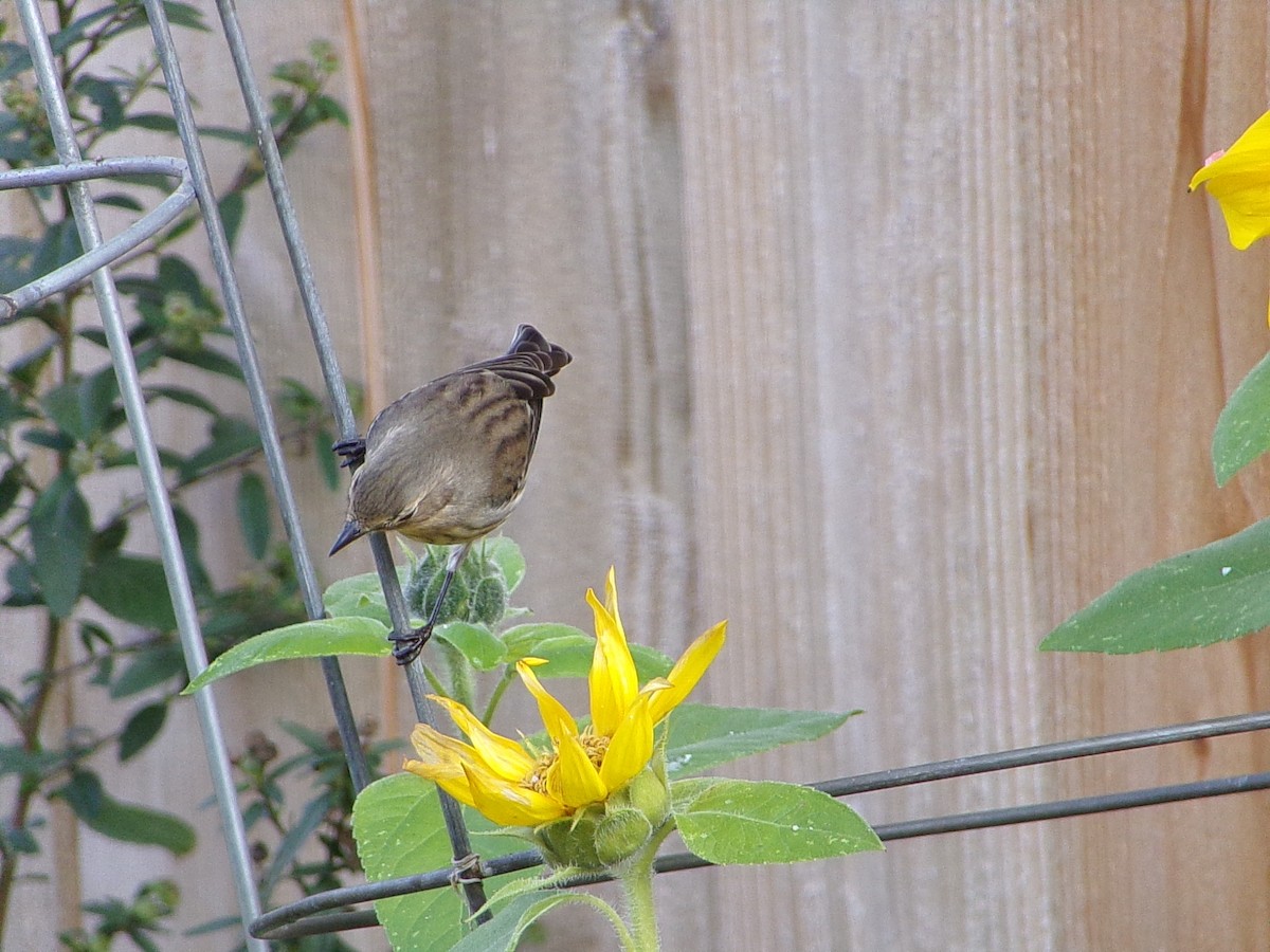 Пісняр-лісовик жовтогузий (підвид coronata) - ML646843831