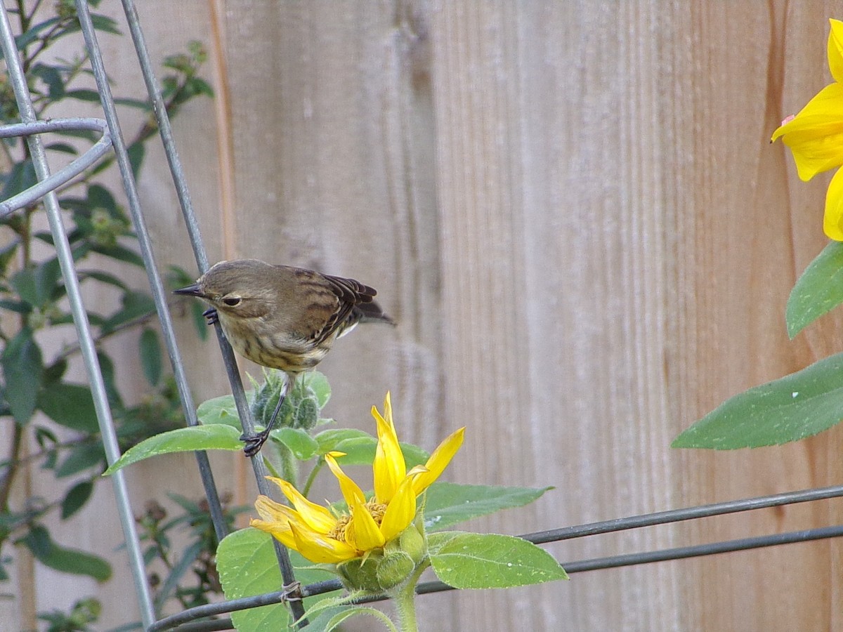 Пісняр-лісовик жовтогузий (підвид coronata) - ML646843832