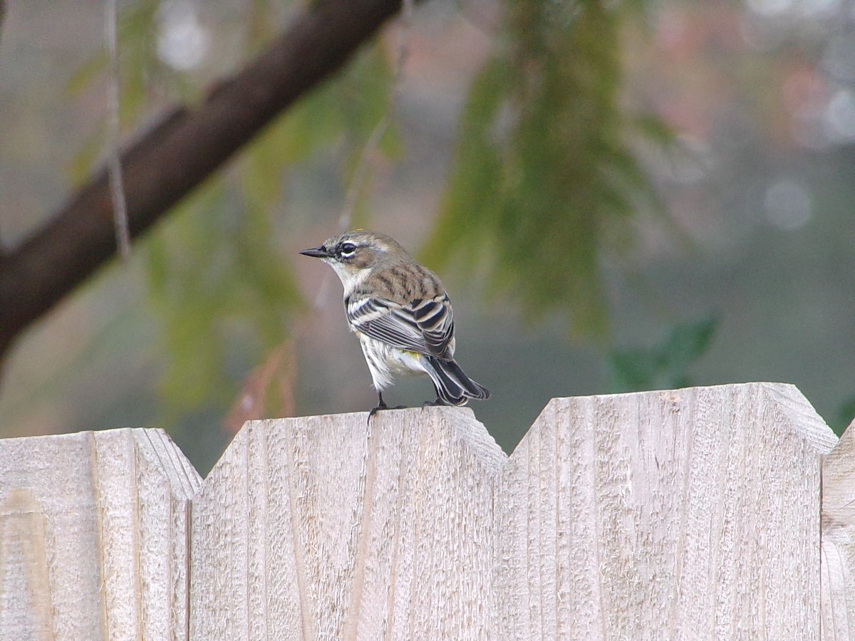 Пісняр-лісовик жовтогузий (підвид coronata) - ML646843834