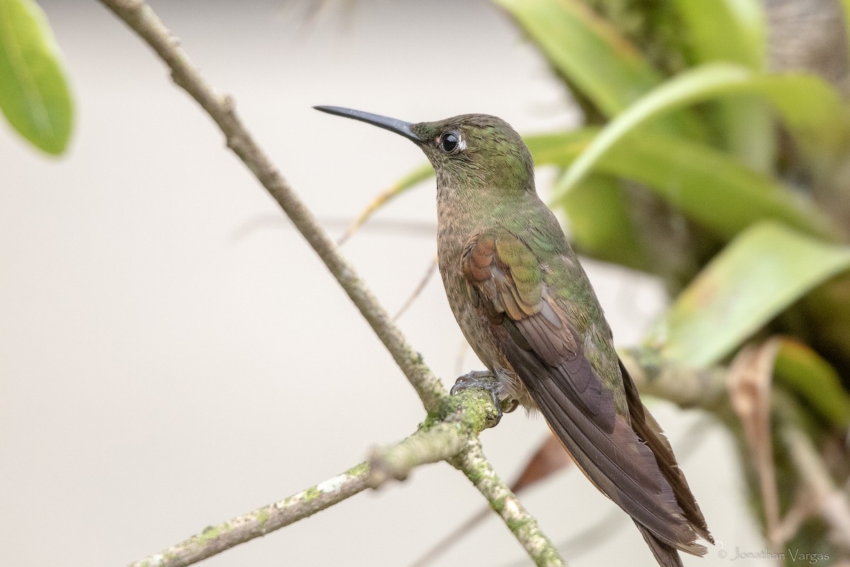 Fawn-breasted Brilliant - ML646843835