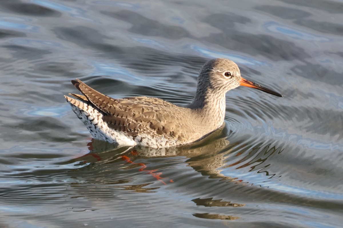 Common Redshank - ML646843836