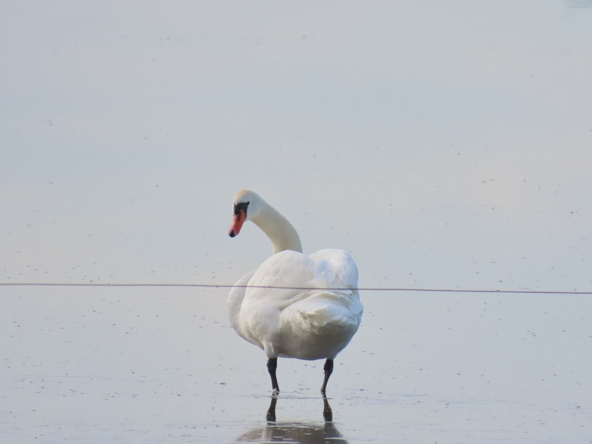 Mute Swan - ML646843839