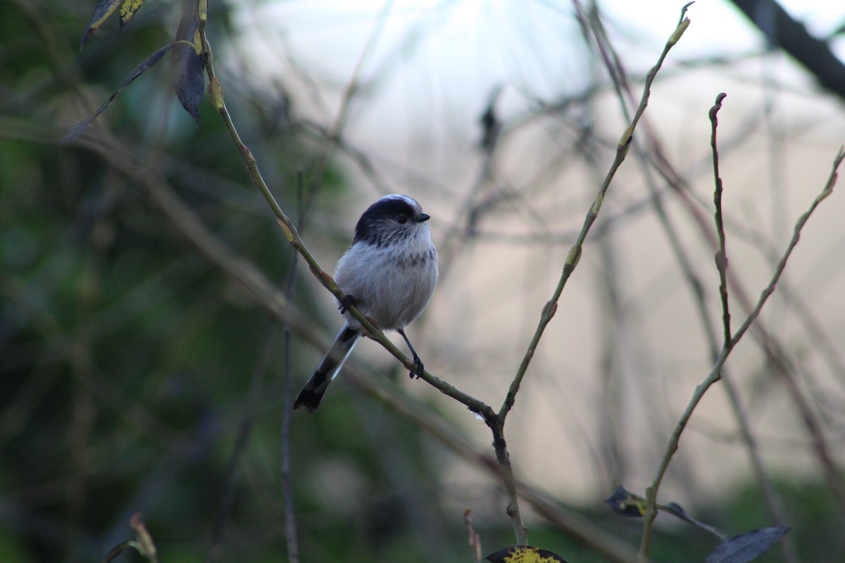 mlynařík dlouhoocasý - ML646843841