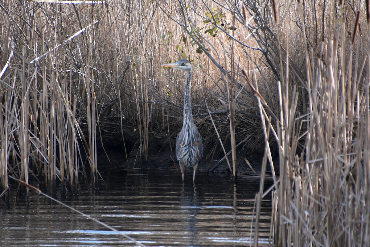 オオアオサギ - ML646843842