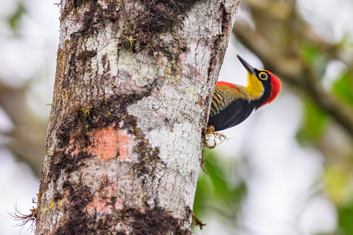 datel zlatohrdlý - ML646843844