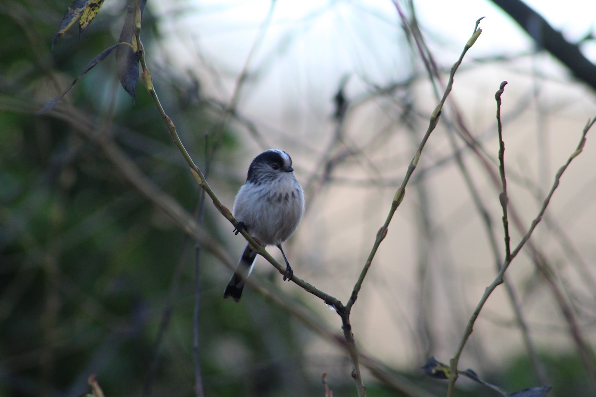 mlynařík dlouhoocasý - ML646843845